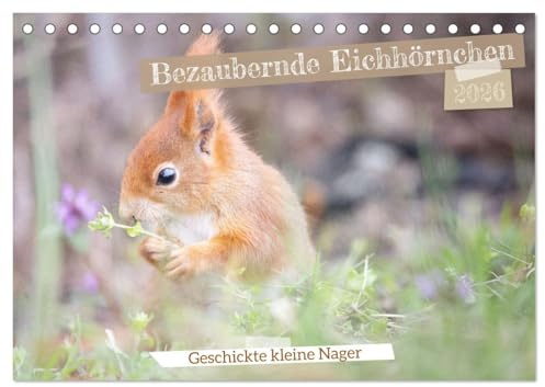 Bezaubernde Eichhörnchen (Tischkalender 2026 DIN A5 quer), CALVENDO Monatskalender: Eichhörnchen in typischen Posen (CALVENDO Tiere)