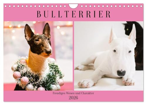 Bullterrier. Freudiges Wesen und Charakter (Wandkalender 2026 DIN A4 quer), CALVENDO Monatskalender: Ein eleganter und selbstbewusster Hund, den nichts aus der Ruhe bringt! (CALVENDO Tiere)