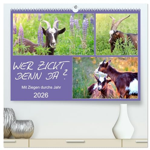 Wer zickt denn da? Mit Ziegen durchs Jahr (hochwertiger Premium Wandkalender 2026 DIN A2 quer), Kunstdruck in Hochglanz: Freche Ziegen auf Wiesen und Weiden (CALVENDO Tiere)