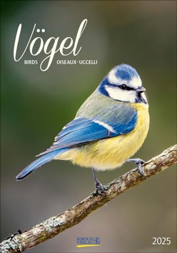 Vögel 2025: Wandkalender mit Fotos von heimischen Vögeln. Format 23,5 x 33,5 cm.