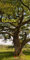 Bäume Kalender 2021: Trees / Arbres