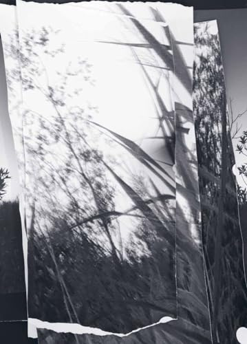walks, conversations: Berit Schneidereit