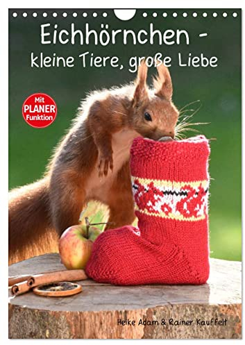 Eichhörnchen - kleine Tiere, große Liebe (Wandkalender 2025 DIN A4 hoch), CALVENDO Monatskalender: Putzige und wilde Eichhörnchen, fotografiert im eigenen Garten (CALVENDO Tiere)