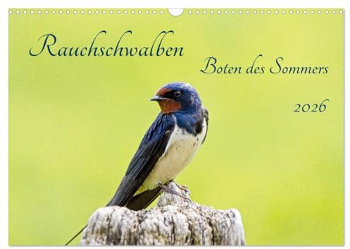 Rauchschwalben - Boten des Sommers (Wandkalender 2026 DIN A3 quer), CALVENDO Monatskalender: Rauchschwalben gelten als Boten des Sommers, wenn sie uns ... liebevollen Gesänge betören. (CALVENDO Tiere)
