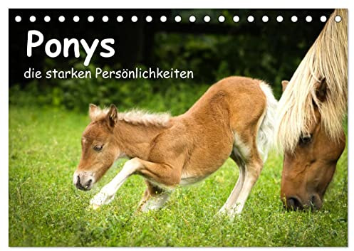 Ponys, die starken Persönlichkeiten (Tischkalender 2026 DIN A5 quer), CALVENDO Monatskalender: Shettys und Shettymixe sind zu den verschiedenen Jahreszeiten zu sehen. (CALVENDO Tiere)