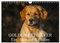 Golden Retriever - Ein Herz auf 4 Pfoten (Wandkalender 2025 DIN A4 quer), CALVENDO Monatskalender