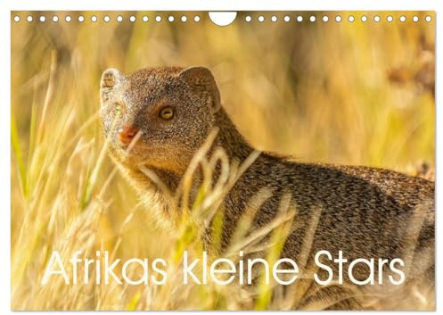 Afrikas kleine Stars (Wandkalender 2026 DIN A4 quer), CALVENDO Monatskalender: Mangusten, Erdmännchen und Co. (CALVENDO Tiere)