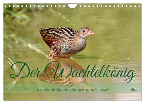 Der Wachtelkönig (Wandkalender 2026 DIN A4 quer), CALVENDO Monatskalender: Faszinierende Bilder des selten gesehenen Brutvogels (CALVENDO Tiere)