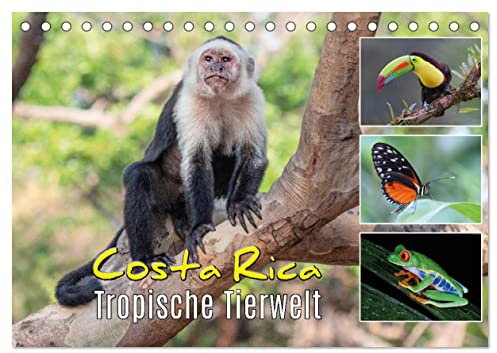 Costa Rica - Tropische Tierwelt (Tischkalender 2026 DIN A5 quer), CALVENDO Monatskalender: Exotische Tiere aus dem Regenwald (CALVENDO Tiere)