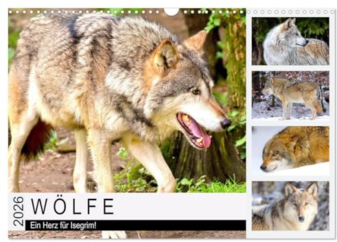 Wölfe. Ein Herz für Isegrim! (Wandkalender 2026 DIN A3 quer), CALVENDO Monatskalender: Der Wolf ist ein faszinierendes Wesen zwischen Wahrheit und Märchenwelt (CALVENDO Tiere)
