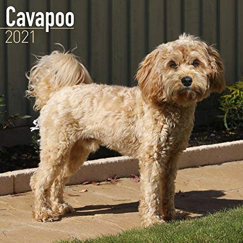 Cavapoo – Cavoodle 2021: Original Avonside-Kalender [Mehrsprachig] [Kalender] (Wall-Kalender)
