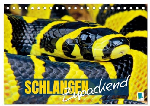 Schlangen: Zupackend (Tischkalender 2026 DIN A5 quer), CALVENDO Monatskalender: Boa, Python, Anakonda: schlanke Reptilien, vielfältige Würgeschlangen (CALVENDO Tiere)