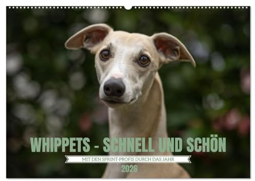 WHIPPETS - SCHNELL UND SCHÖN (Wandkalender 2026 DIN A2 quer), CALVENDO Monatskalender: Heute Sprinter morgen Couch Potatoe (CALVENDO Tiere)