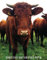 Banjo Staff and Tablature Paper: Blugrass Banjo Song Writing Journal Double Staff Blank Tab Book Music Notebook Cute Cows Country Cover