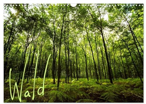 Wald (Wandkalender 2025 DIN A3 quer), CALVENDO Monatskalender: Wälder verzaubern mit einzigartigen Stimmungen, Vielfalt und Ruhe (CALVENDO Natur)