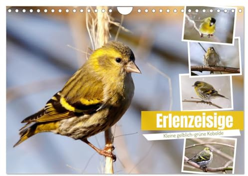 Erlenzeisige (Wandkalender 2026 DIN A4 quer), CALVENDO Monatskalender: Kleine grünlich-gelbe Kobolde (CALVENDO Tiere)