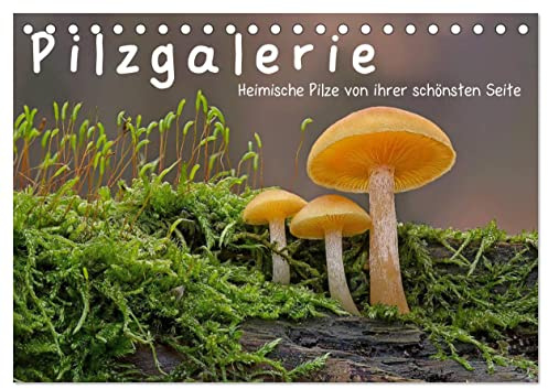 Pilzgalerie - Heimische Pilze von ihrer schönsten Seite (Tischkalender 2026 DIN A5 quer), CALVENDO Monatskalender: Ein faszinierender Einblick in die wundersame Welt der Pilze (CALVENDO Natur)