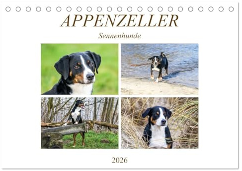 Appenzeller Sennenhunde (Tischkalender 2026 DIN A5 quer), CALVENDO Monatskalender: Familienhunde (CALVENDO Tiere)