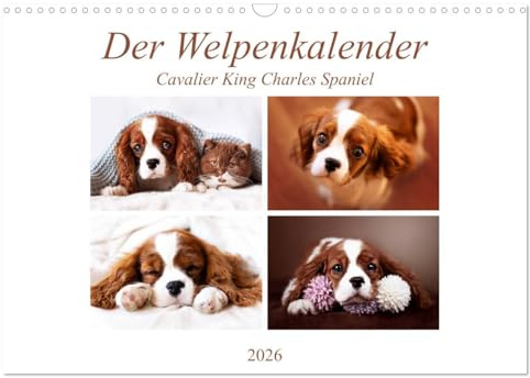 Der Welpenkalender - Cavalier King Charles Spaniel (Wandkalender 2026 DIN A3 quer), CALVENDO Monatskalender: Mit süßen Welpen durch das Jahr (CALVENDO Tiere)