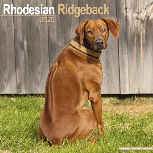 Rhodesian Ridgeback - Afrikanischer Löwenhund 2025 - 16-Monatskalender: Original Avonside-Kalender [Mehrsprachig] [Kalender] (Wall-Kalender)