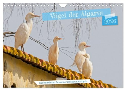 Vögel der Algarve (Wandkalender 2026 DIN A4 quer), CALVENDO Monatskalender: Die wunderbare Vogelwelt der Algarve, von den kleinsten bis zu den größten ... Bewohner im Süden Portugals (CALVENDO Tiere)