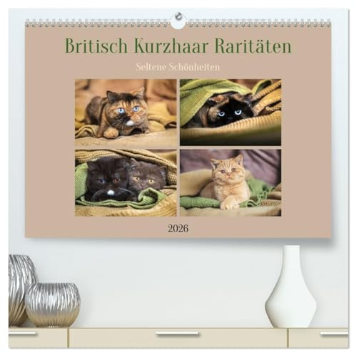 Britisch Kurzhaar Raritäten - seltene Schönheiten (hochwertiger Premium Wandkalender 2026 DIN A2 quer), Kunstdruck in Hochglanz: Exclusive Britisch ... Farben mit besonderen Augen (CALVENDO Tiere)