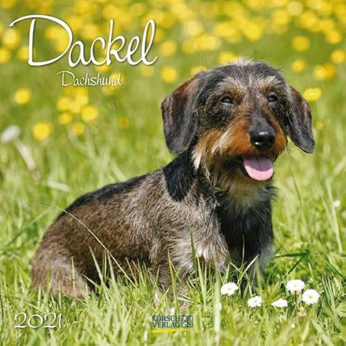 Dackel 2021: Broschürenkalender mit Ferienterminen. Hunde-Kalender. 30 x 30 cm