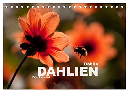 Dahlia - Dahlien (Tischkalender 2025 DIN A5 quer), CALVENDO Monatskalender