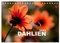 Dahlia - Dahlien (Tischkalender 2025 DIN A5 quer), CALVENDO Monatskalender