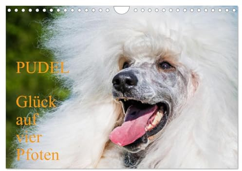 Pudel - Glück auf vier Pfoten (Wandkalender 2026 DIN A4 quer), CALVENDO Monatskalender: Auf 13 traumhaft schönen Fotos zeigt die Tierfotografin Sigrid ... diese alte schöne Hunderasse (CALVENDO Tiere)