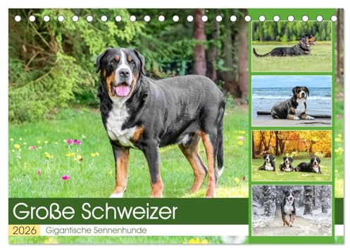 Große Schweizer - Gigantische Sennenhunde (Tischkalender 2026 DIN A5 quer), CALVENDO Monatskalender: Die Riesen unter den Sennenhunden ! (CALVENDO Tiere)