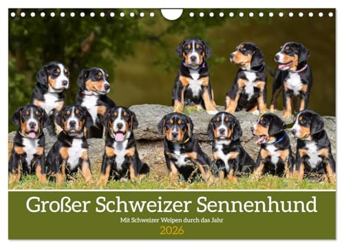 Großer Schweizer Sennenhund - Mit Schweizer Welpen durch das Jahr (Wandkalender 2026 DIN A4 quer), CALVENDO Monatskalender: 13 entzückende Fotos von ... der Rasse durch das Jahr (CALVENDO Tiere)