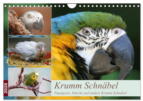 Krumm Schnäbel - Papageien, Sittiche und andere Krumm Schnäbel (Wandkalender 2026 DIN A4 quer), CALVENDO Monatskalender: Ein paar der schönen ... Kalender fotografiert. (CALVENDO Tiere)