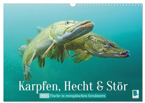 Karpfen, Hecht und Stör: Fische in europäischen Gewässern (Wandkalender 2025 DIN A3 quer), CALVENDO Monatskalender: Heimische Fische: Unter Wasser auf der Lauer (CALVENDO Hobbys)