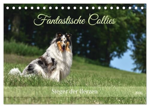 Fantastische Collies - Sieger der Herzen (Tischkalender 2026 DIN A5 quer), CALVENDO Monatskalender: Bezaubernde Collies, charmant, intelligent und verspielt. (CALVENDO Tiere)
