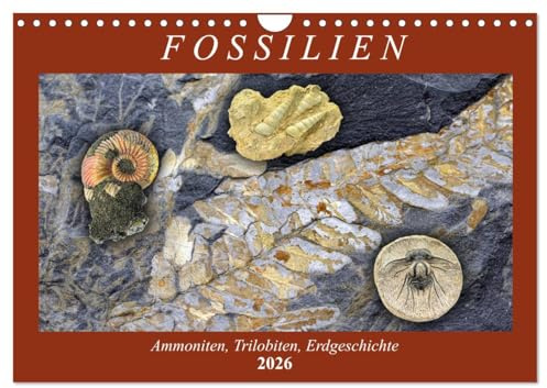 Fossilien - Ammoniten, Trilobiten, Erdgeschichte (Wandkalender 2026 DIN A4 quer), CALVENDO Monatskalender: Versteinerte Tiere und Pflanzen (CALVENDO Wissenschaft)
