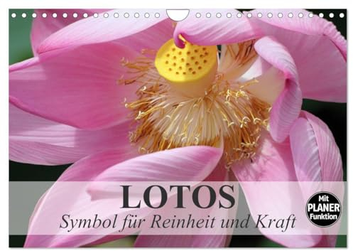 Lotos. Symbol für Reinheit und Kraft (Wandkalender 2025 DIN A4 quer), CALVENDO Monatskalender: Symbol für das Universum und den Göttern geweiht (CALVENDO Natur)