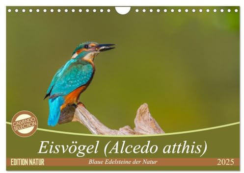 Eisvögel (Wandkalender 2025 DIN A4 quer), CALVENDO Monatskalender: Eisvögel - die kleinen bunten Gesellen in unserer Heimat (CALVENDO Tiere)