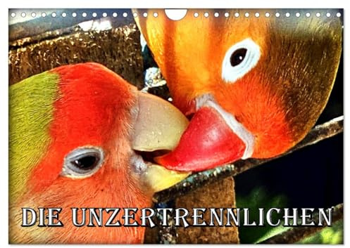 Die Unzertrennlichen (Wandkalender 2026 DIN A4 quer), CALVENDO Monatskalender: Afrikanische Papageien aus der Gattung der Unzertrennlichen (CALVENDO Tiere)
