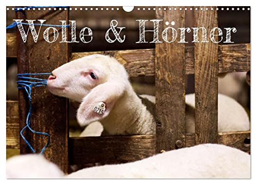 Wolle & Hörner (Wandkalender 2026 DIN A3 quer), CALVENDO Monatskalender: Impressionen von Schafen und Ziegen in schöner Umgebung (CALVENDO Tiere)