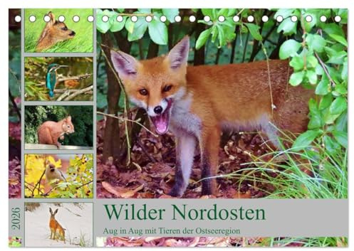 Wilder Nordosten - Aug in Aug mit Tieren der Ostseeregion (Tischkalender 2026 DIN A5 quer), CALVENDO Monatskalender: Tiere und Vögel an der Ostseeküste (CALVENDO Tiere)
