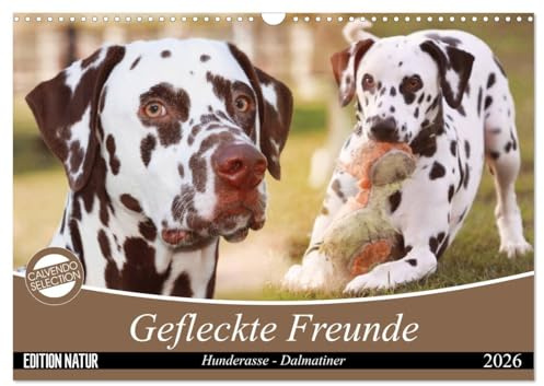 Gefleckte Freunde - Hunderasse Dalmatiner (Wandkalender 2026 DIN A3 quer), CALVENDO Monatskalender: Dalmatiner gehören zu den auffälligsten ... aus jedem Hund ein Unikat. (CALVENDO Tiere)