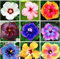 200 Stück 24 Farben Bonsai Hibiscus Blumensamen Hardy, Mischungsfarbe, DIY Hausgarten-Topfpflanze Pflanze, Bonsai-Samen Blume
