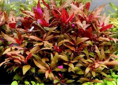 Alternanthera reineki plante aquatique rouge en tiges
