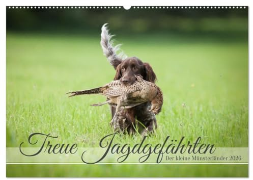 Treue Jagdgefährten Der kleine Münsterländer (Wandkalender 2026 DIN A2 quer), CALVENDO Monatskalender: Der kleinste Vorstehhund bei der Arbeit in Feld und Flur. (CALVENDO Tiere)