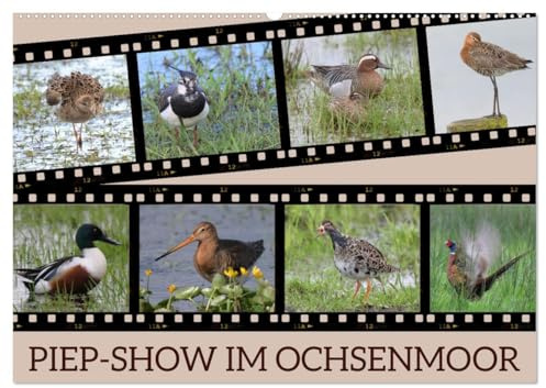 PIEP-SHOW im Ochsenmoor (Wandkalender 2026 DIN A2 quer), CALVENDO Monatskalender: Das Fotografieren von Vögeln im Ochsenmoor kann sehr lohnend sein, ... Equipment mitbringst. (CALVENDO Tiere)