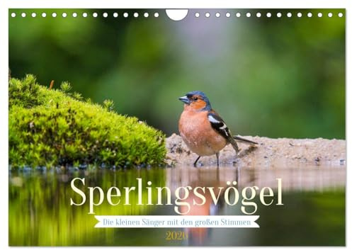 Sperlingsvögel - Die kleinen Sänger mit den großen Stimmen (Wandkalender 2026 DIN A4 quer), CALVENDO Monatskalender: Besonders schöne Aufnahmen unserer Sperlingsvögel (CALVENDO Tiere)