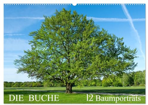 Die Buche: 12 Baumporträts (Wandkalender 2026 DIN A2 quer), CALVENDO Monatskalender: Die Rotbuche im Wandel der Jahreszeiten (CALVENDO Natur)