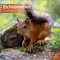 Eichhörnchen 2020: Squirrels / Ecureuils