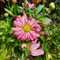 blumensamen, afrikanisches ringkörbchen samen Blumenbeet stauden bodendecker winterhart mehrjährig Balkonpflanzen blumendeko wiesensaatgut wildblumensamen hochbeet Exotische Pflanzen 350pcs